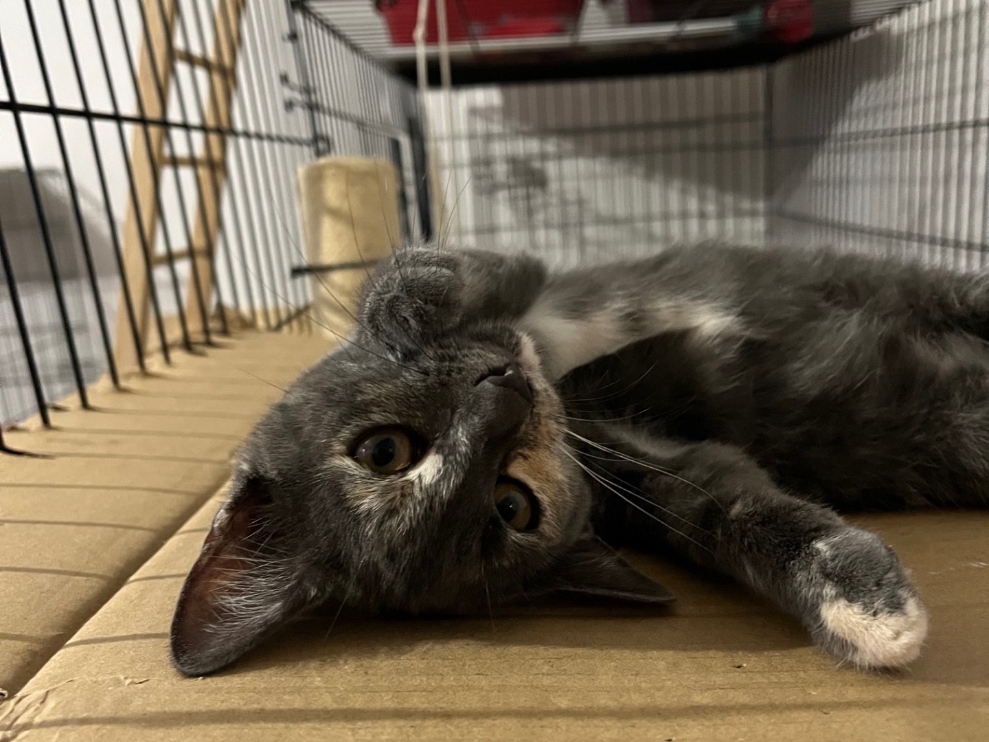 Adotta un gatto, taglia non valida, femmina, Padova
