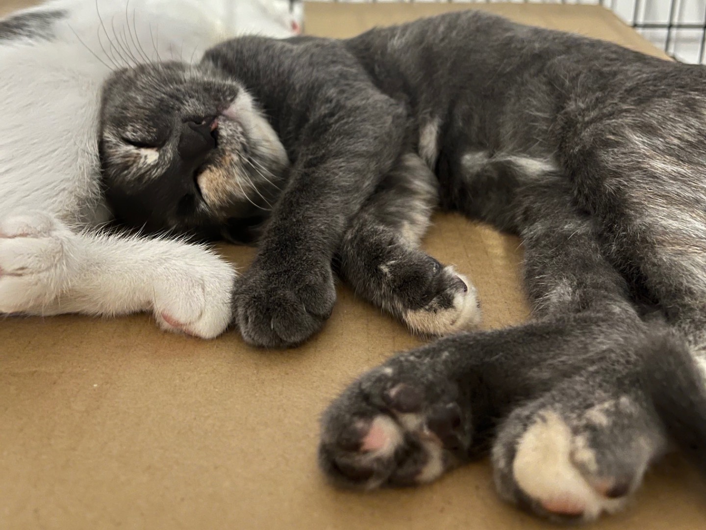 Vuoi adottare un gatto a Padova?