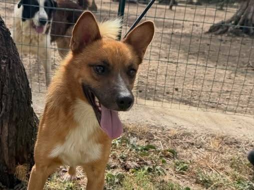 Adozione cane, maschio, Razza sconosciuta Razza sconosciuta, 2 anni e 3 mesi, taglia piccola, Matera