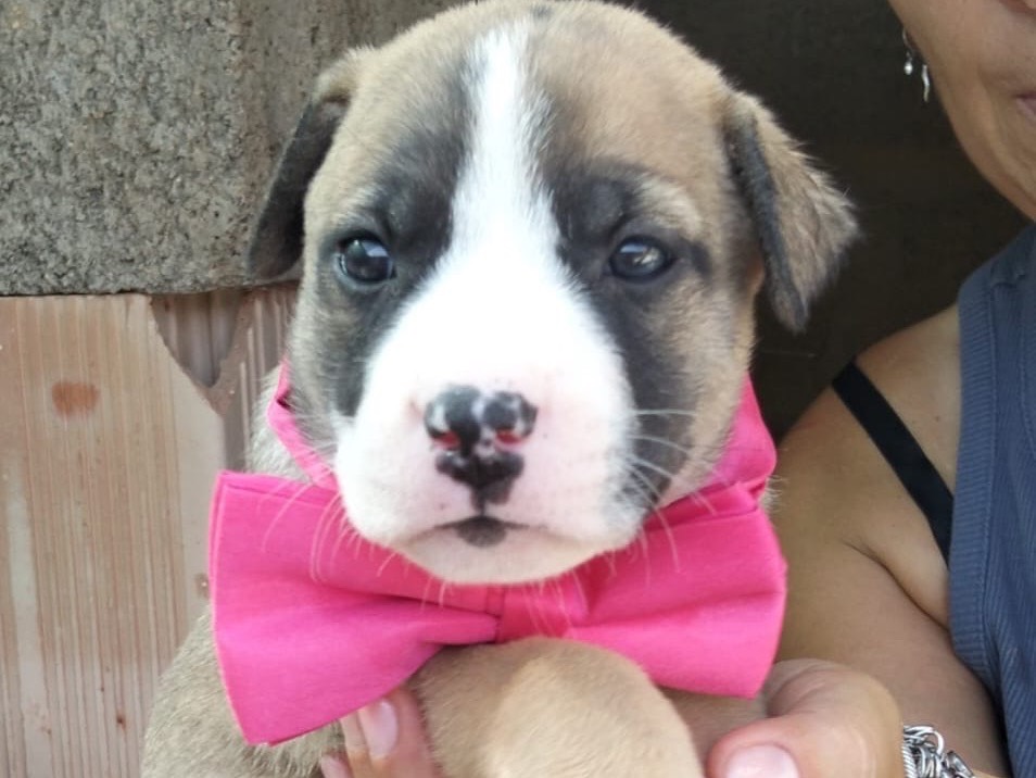 Adozione cane, femmina, Razza sconosciuta Razza sconosciuta, 1 mese, taglia media, Ragusa