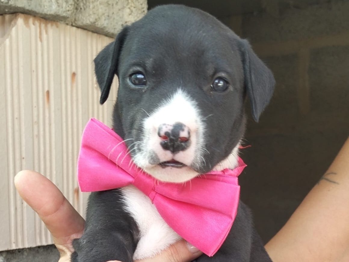 Adozione cane, femmina, Razza sconosciuta Razza sconosciuta, 1 anno e 1 mese, taglia media, Ragusa