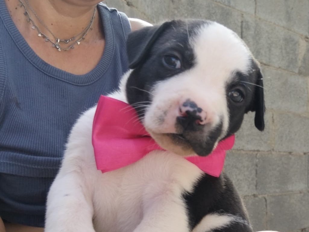 Adozione cane, femmina, Razza sconosciuta Razza sconosciuta, 1 mese, taglia media, Ragusa