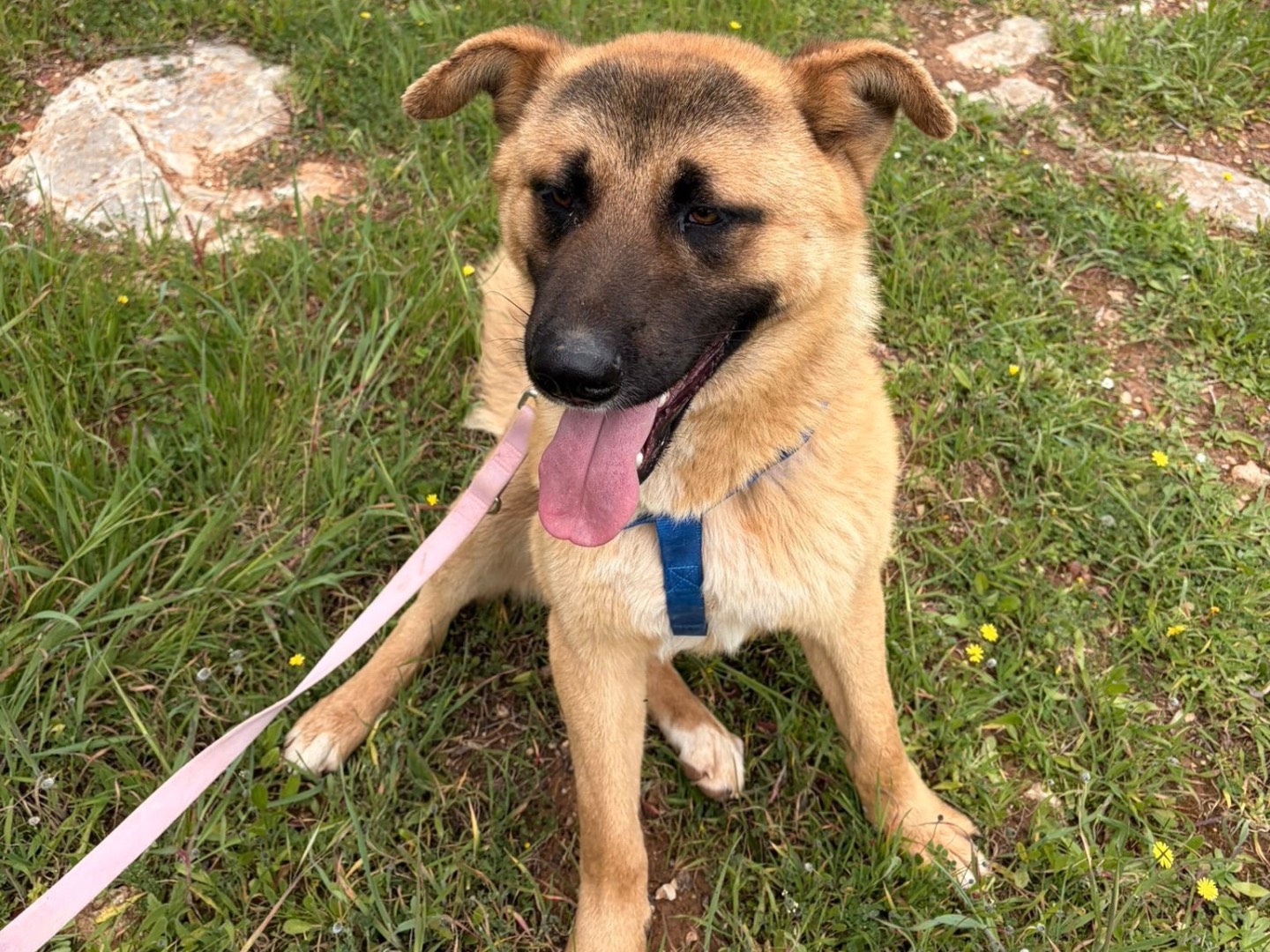 Vuoi adottare un cane a Taranto?