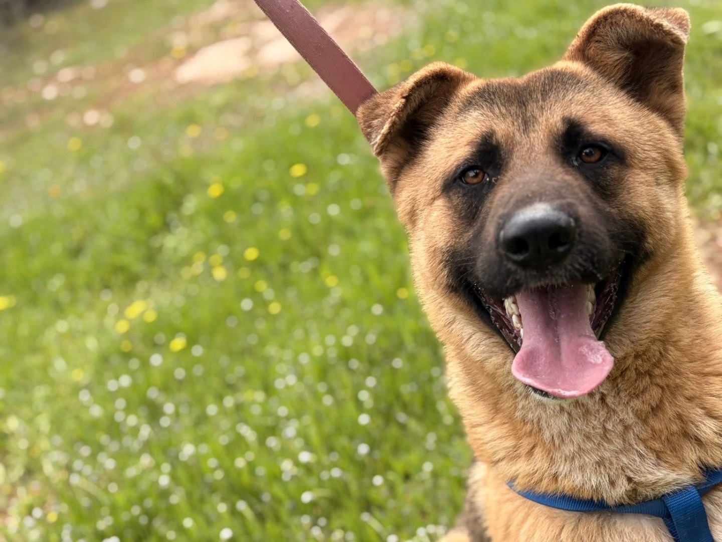 Adotta un cane, taglia media, maschio, Taranto