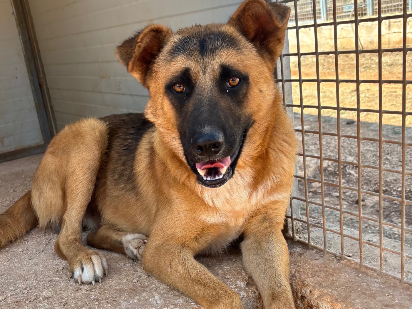 Adotta un cane, maschio, 1 anno e 7 mesi, Taranto