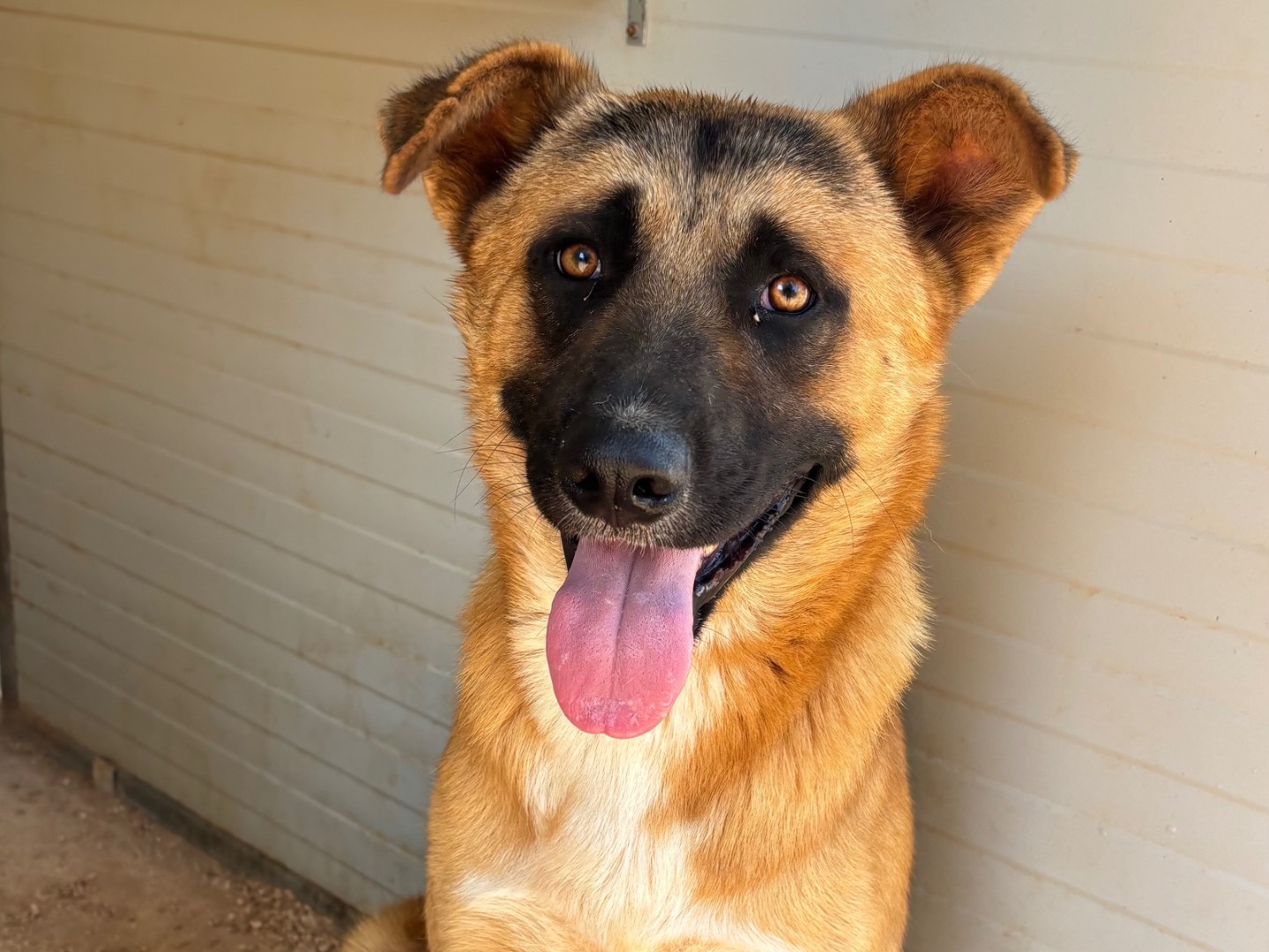Adozione cane, maschio, Pastore tedesco Razza sconosciuta, 1 anno e 7 mesi, taglia media, Taranto