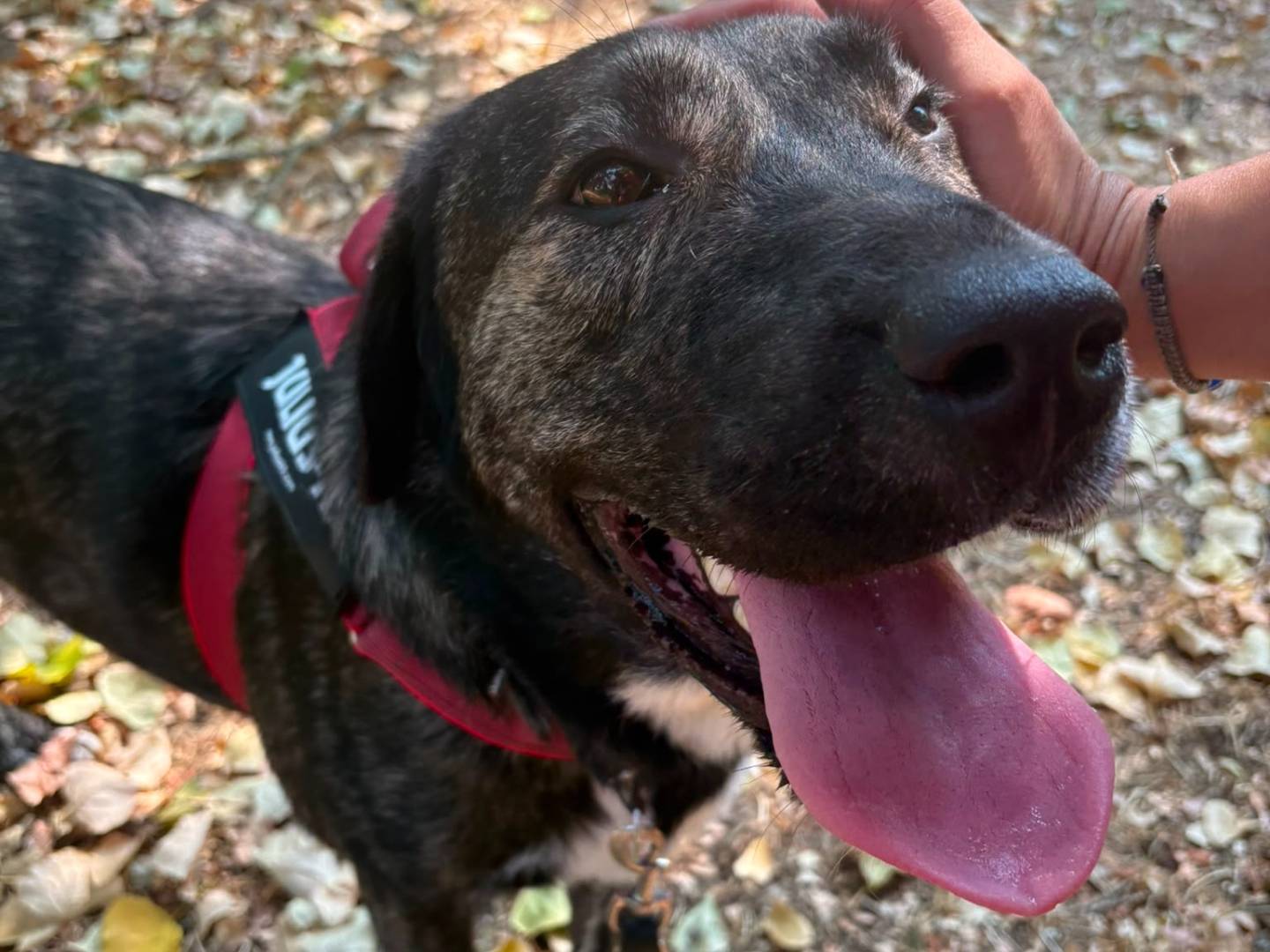 Adozione cane, femmina, Razza sconosciuta Razza sconosciuta, 1 anno e 4 mesi, taglia grande, Novara