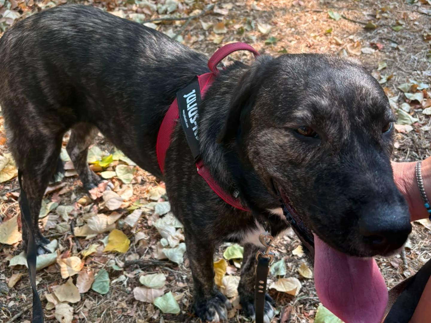Adotta un cane, femmina, 1 anno e 4 mesi, Novara