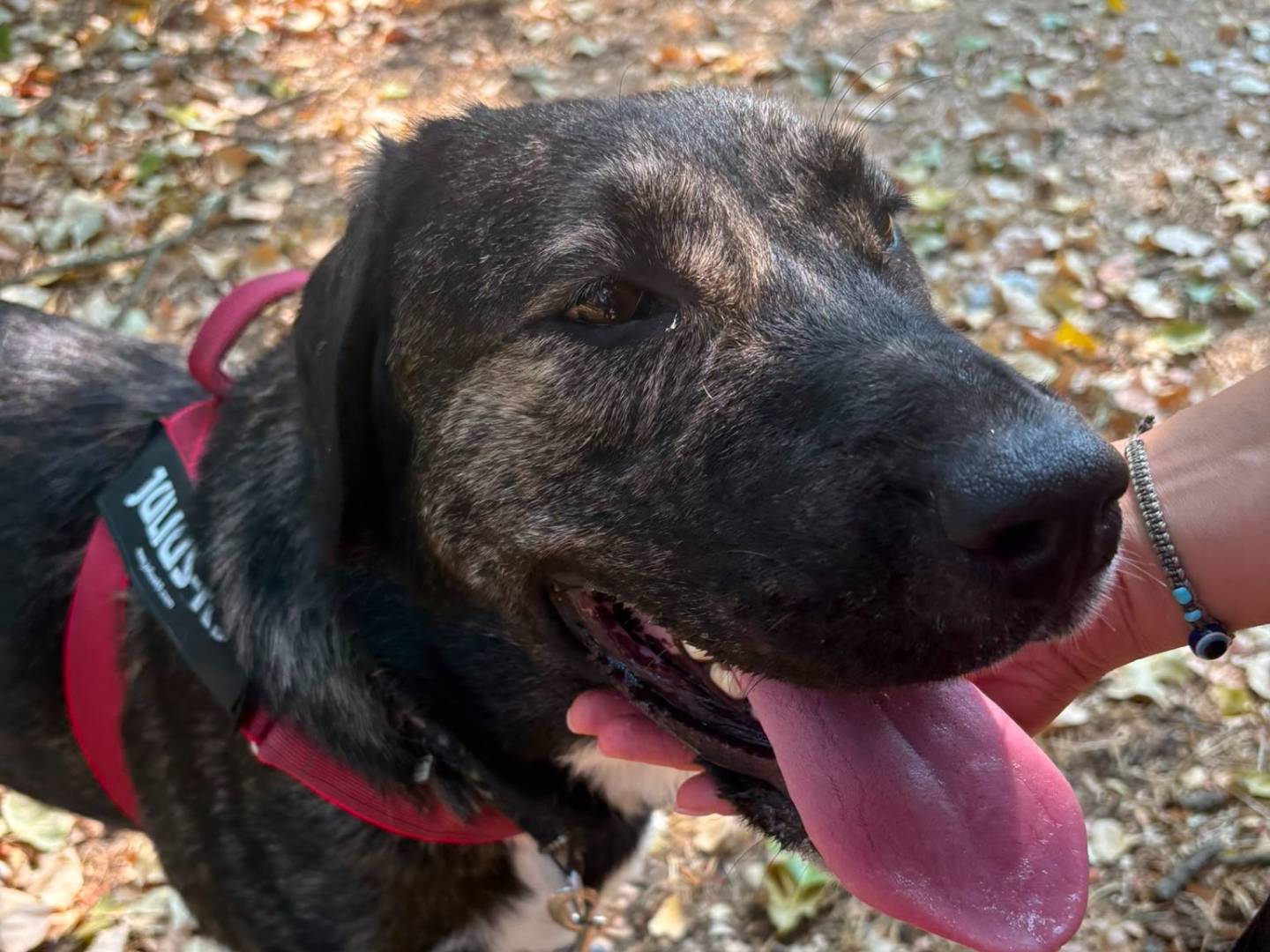 Adotta un cane, taglia grande, femmina, Novara