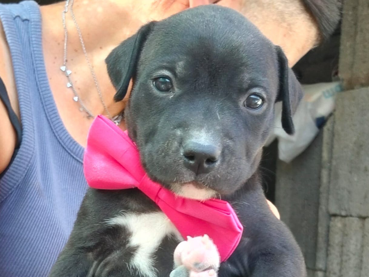 Adozione cane, femmina, Razza sconosciuta Razza sconosciuta, 1 mese, taglia media, Ragusa