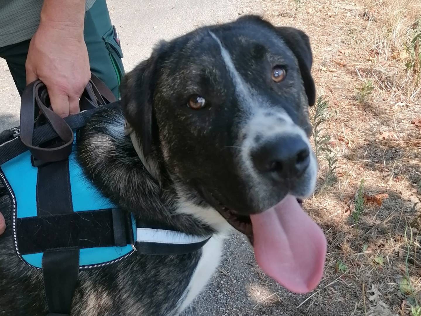 Adozione cane, maschio, Razza sconosciuta Razza sconosciuta, 1 anno e 4 mesi, taglia gigante, Novara