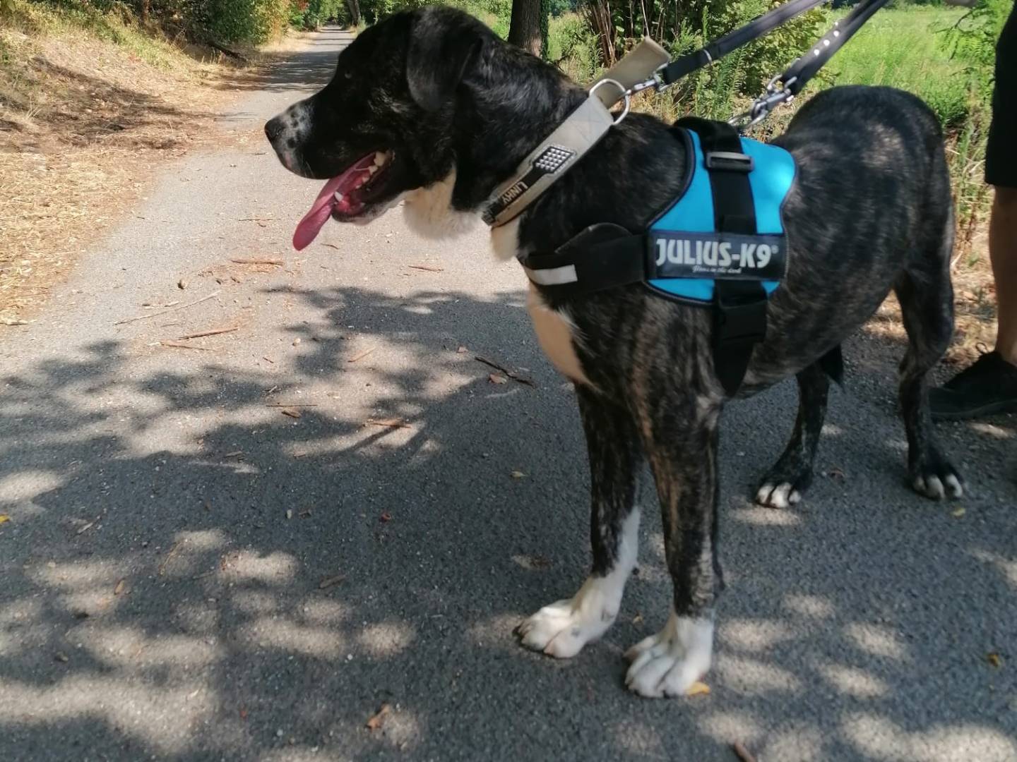 Adotta un cane, maschio, 1 anno e 4 mesi, Novara