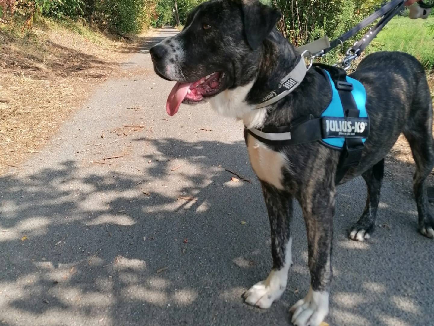Adotta un cane, taglia gigante, maschio, Novara