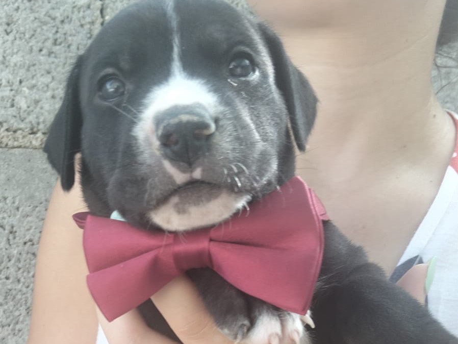 Adozione cane, maschio, Razza sconosciuta Razza sconosciuta, 1 mese, taglia media, Ragusa
