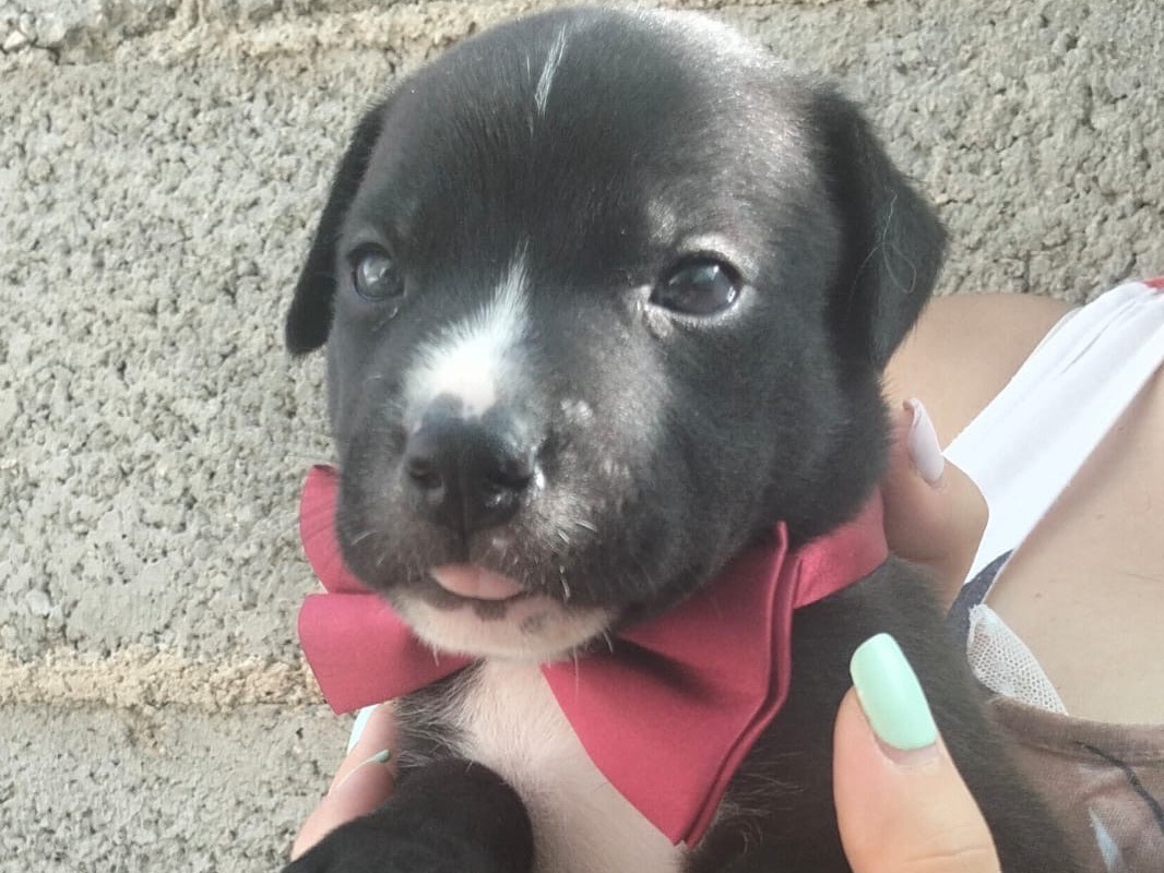 Adozione cane, maschio, Razza sconosciuta Razza sconosciuta, 1 mese, taglia media, Ragusa