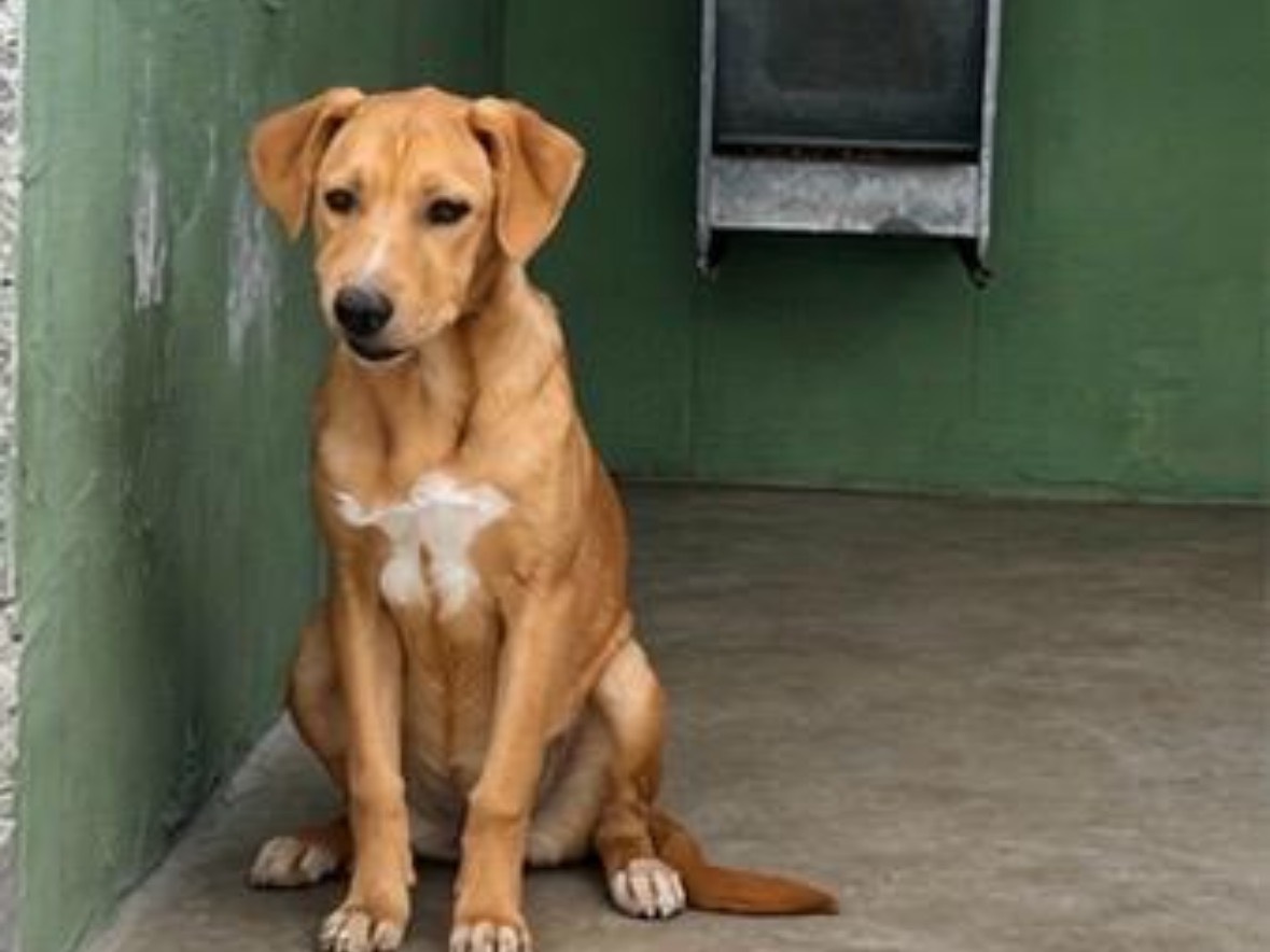 Adozione cane, femmina, Labrador Retriever Razza sconosciuta, 10 mesi, taglia media, Napoli