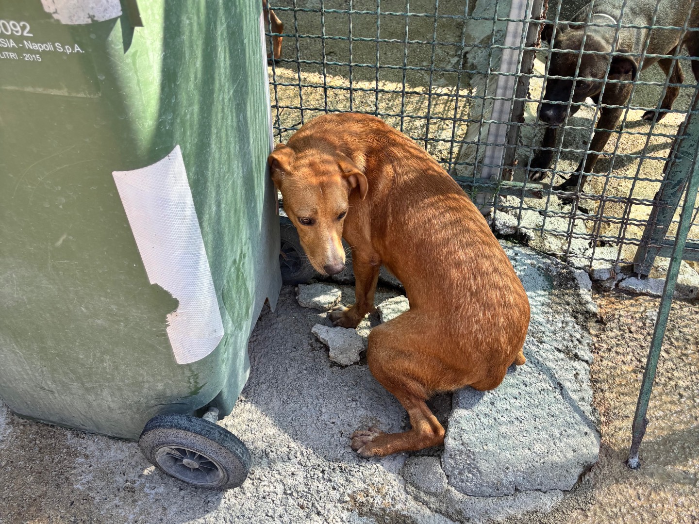 Adotta un cane, femmina, 10 mesi, Napoli