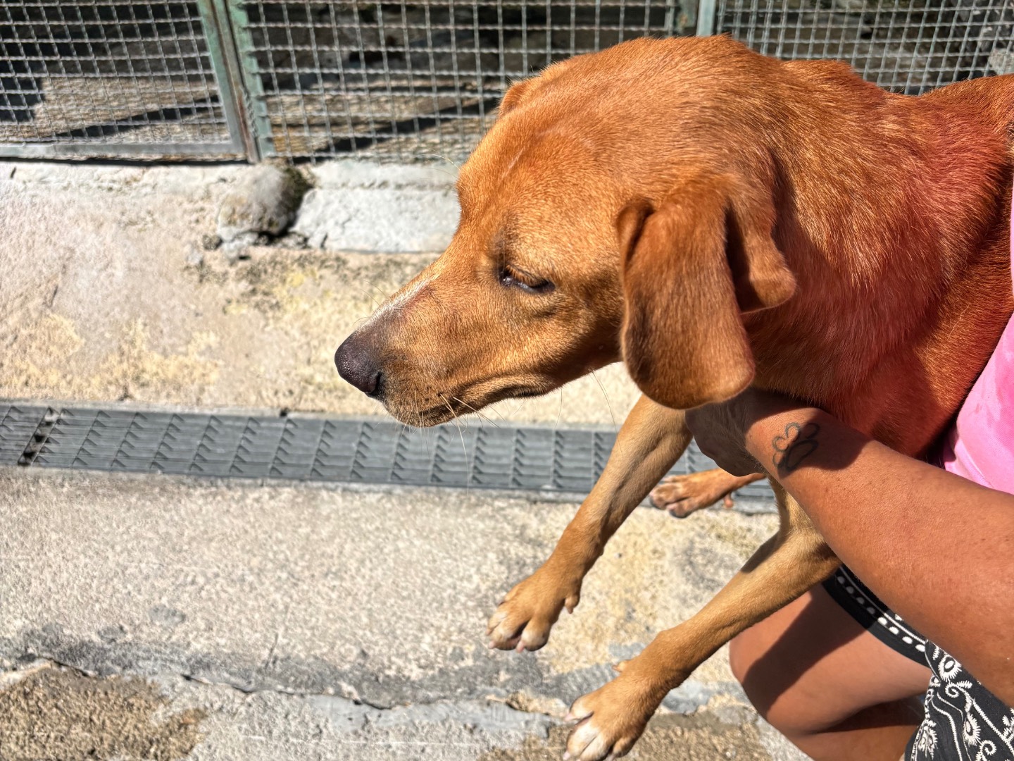 Adotta un cane, taglia media, femmina, Napoli