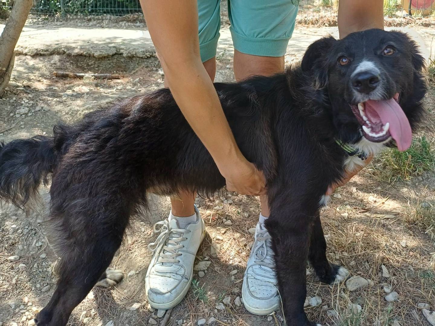 Adozione cane, maschio, Razza sconosciuta Razza sconosciuta, 8 mesi, taglia media contenuta, Teramo