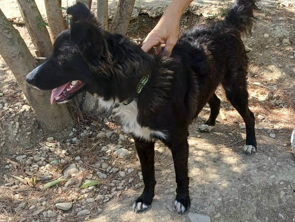 Adotta un cane, maschio, 8 mesi, Teramo