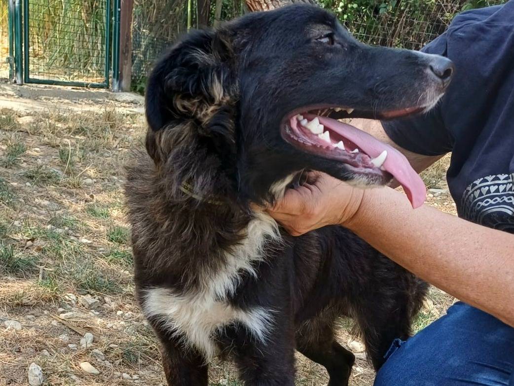 Adotta un cane, taglia media contenuta, maschio, Teramo