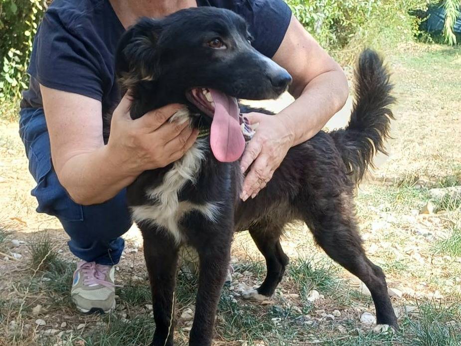 Vuoi adottare un cane a Teramo?