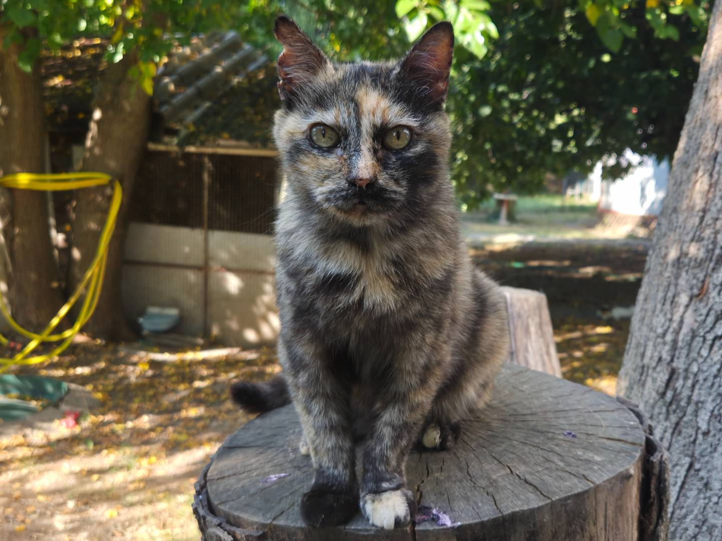 Adotta un gatto, femmina, 3 anni e 5 mesi, Parma