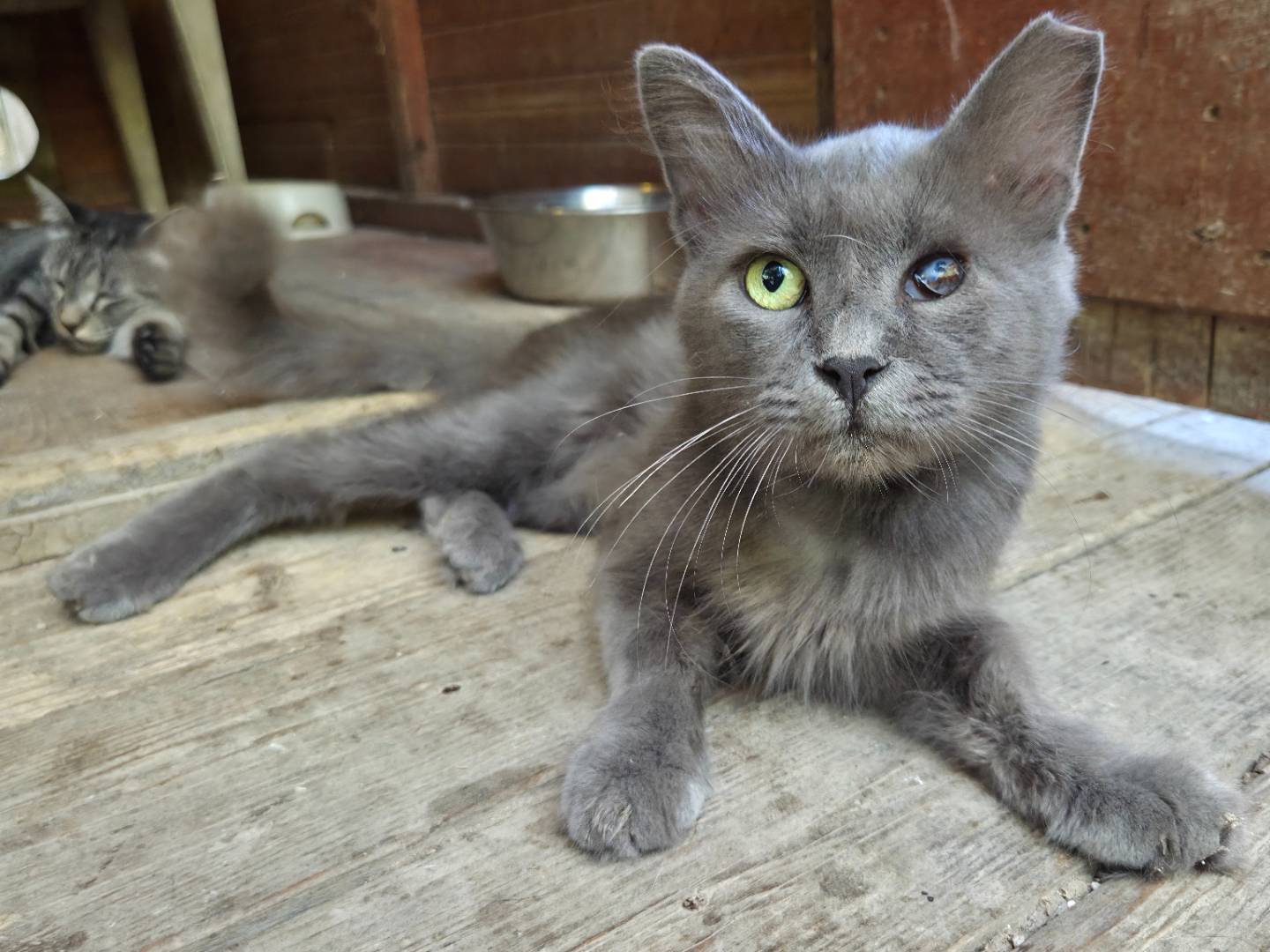 Adozione gatto, maschio, Razza sconosciuta Razza sconosciuta, 2 anni e 5 mesi, taglia non valida, Parma