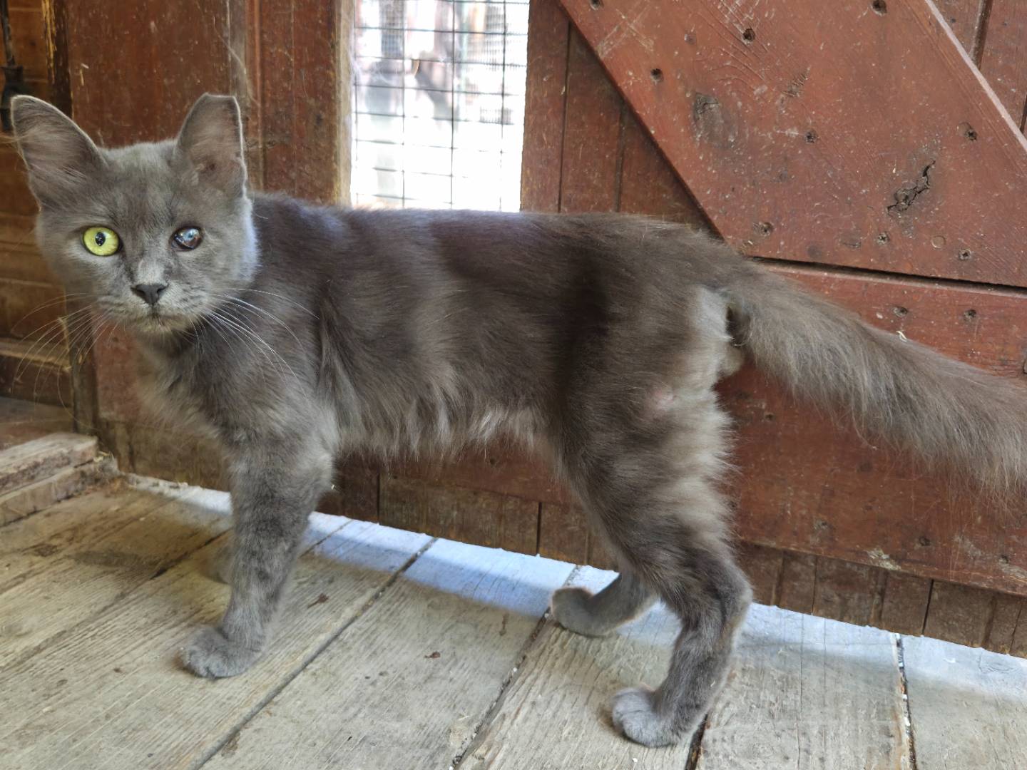 Adotta un gatto, maschio, 2 anni e 5 mesi, Parma