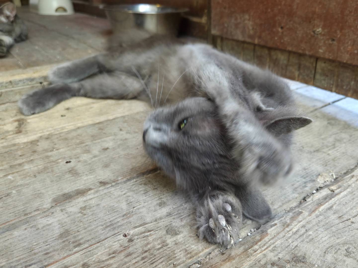 Adotta un gatto, taglia non valida, maschio, Parma
