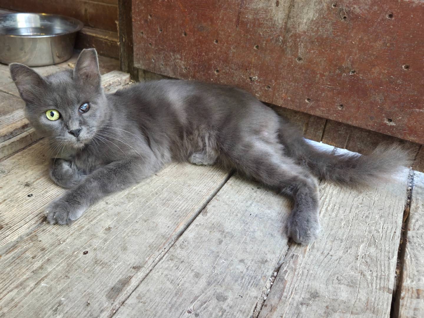 Vuoi adottare un gatto a Parma?