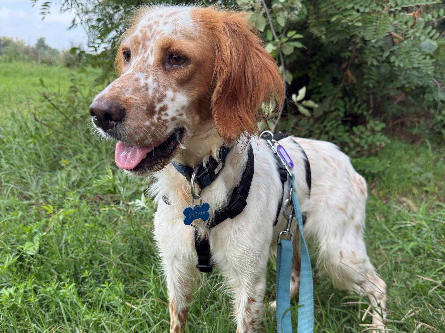 Adozione cane, femmina, Setter Inglese Razza sconosciuta, 2 anni e 2 mesi, taglia media contenuta, Milano