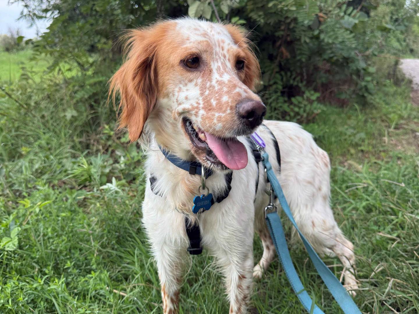 Adotta un cane, femmina, 2 anni e 2 mesi, Milano