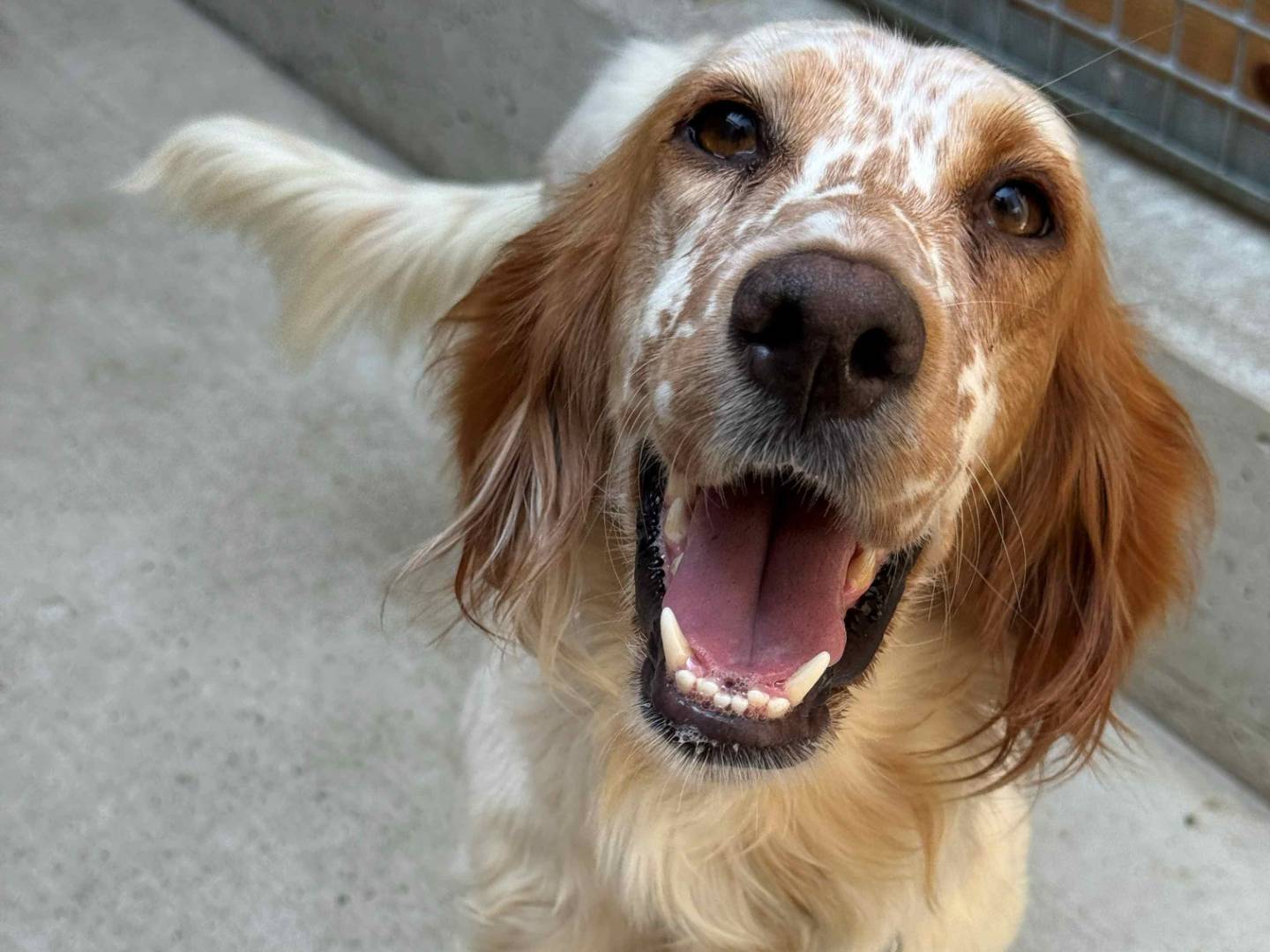 Adotta un cane, taglia media contenuta, femmina, Milano
