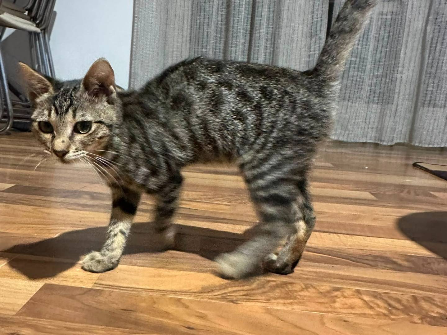Adotta un gatto, femmina, 4 mesi, Napoli