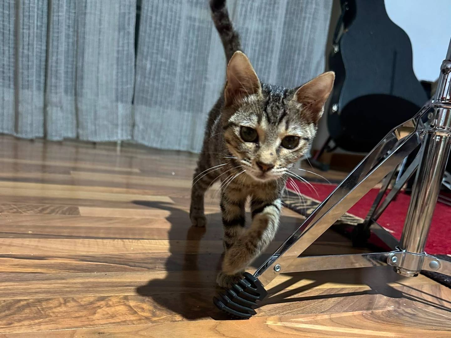 Adotta un gatto, taglia non valida, femmina, Napoli