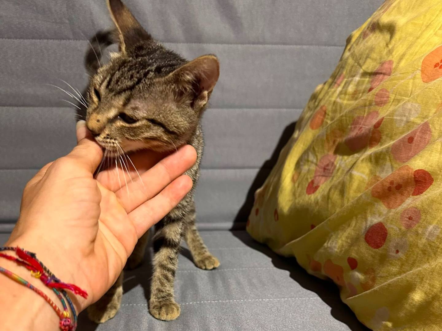 Vuoi adottare un gatto a Napoli?