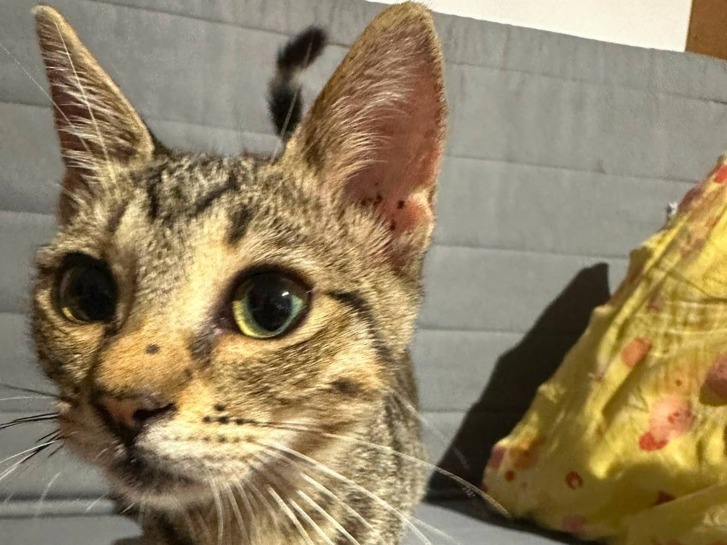 Adotta il gatto ASIA a Napoli