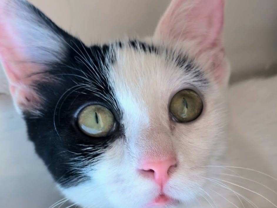 Adotta un gatto, femmina, 4 mesi, Napoli