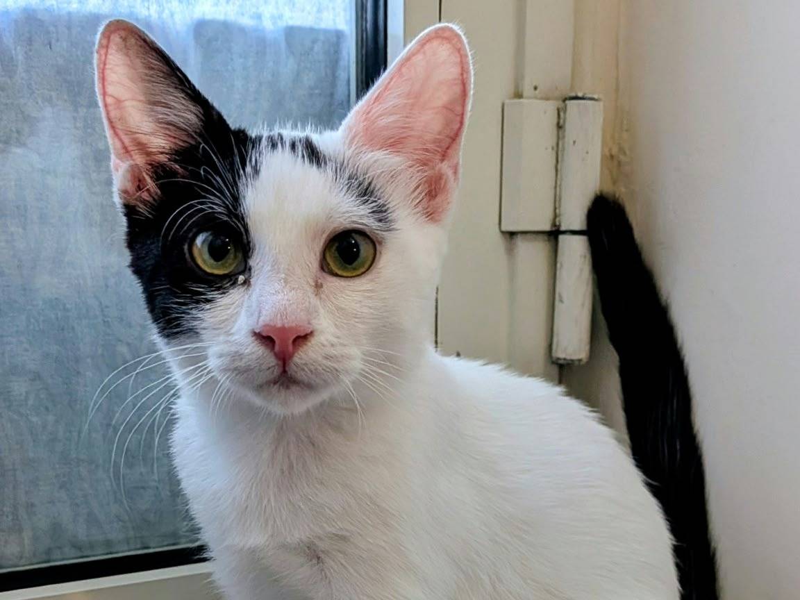 Adozione gatto, femmina, Razza sconosciuta Razza sconosciuta, 4 mesi, taglia non valida, Napoli