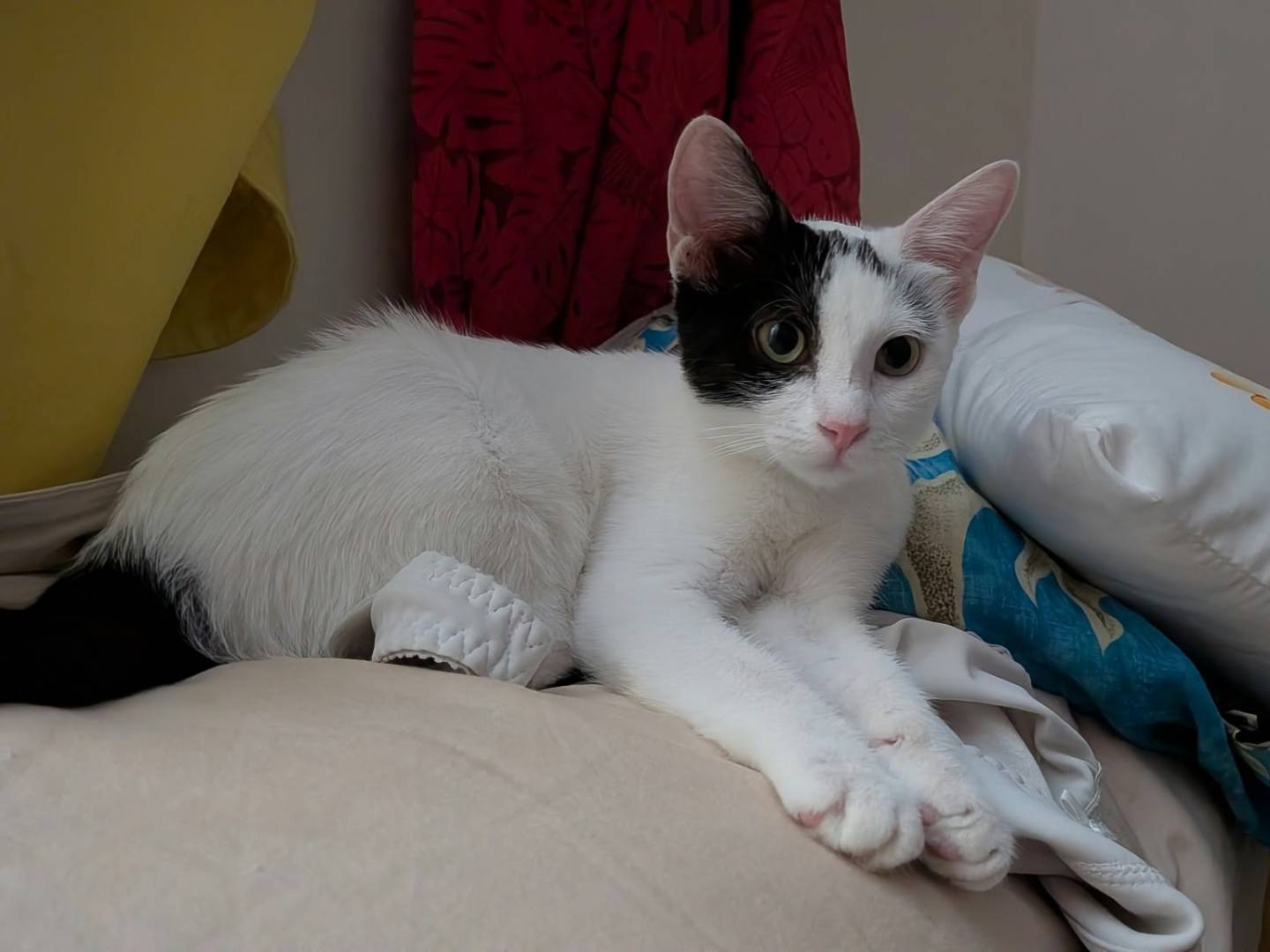Adotta un gatto, taglia non valida, femmina, Napoli