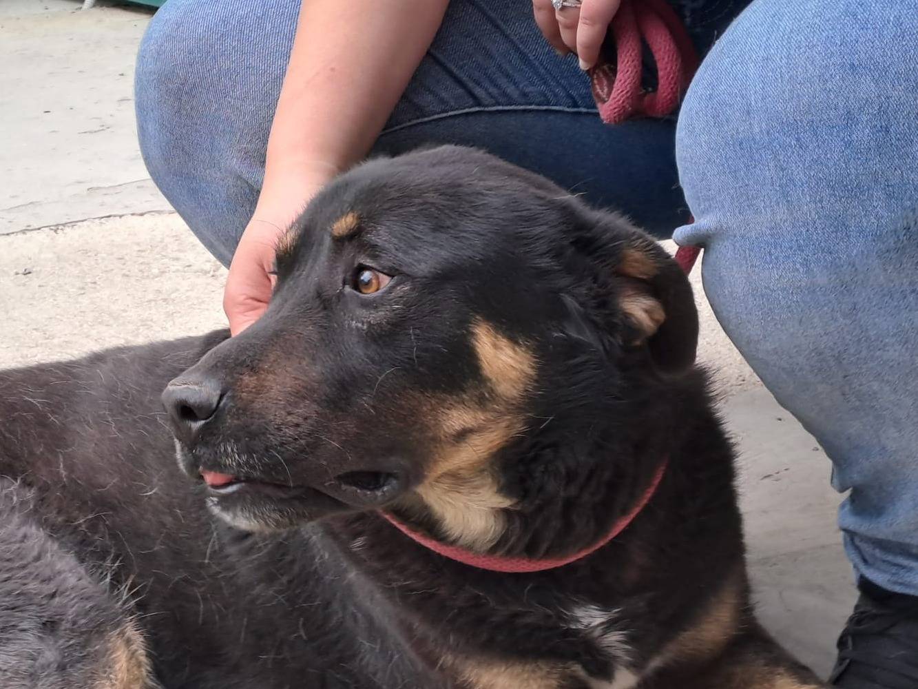 Vuoi adottare un cane a Bologna?