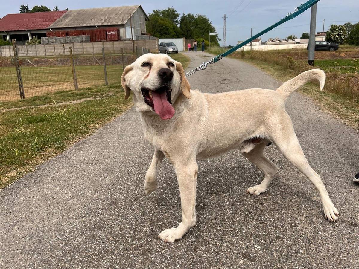Adotta un cane, maschio, 8 anni e 3 mesi, Pavia