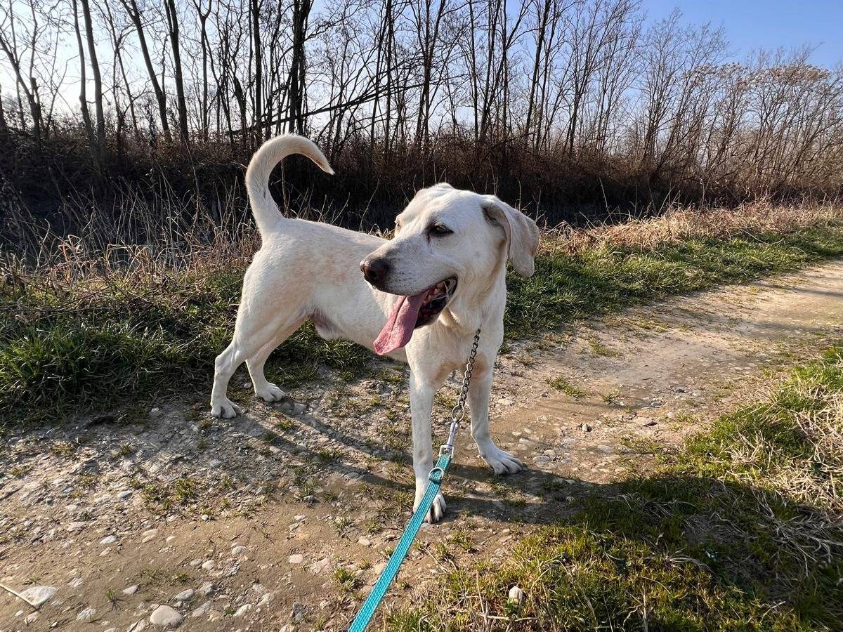 Adotta un cane, taglia grande, maschio, Pavia
