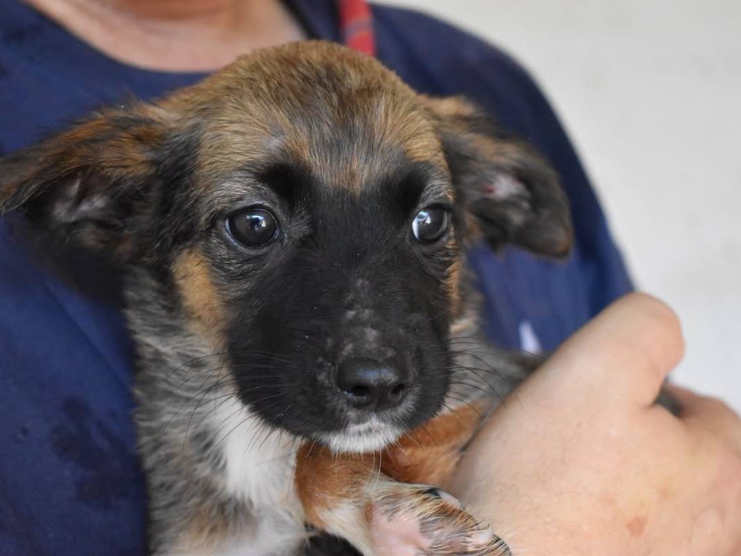 Adozione cane, femmina, Razza sconosciuta Razza sconosciuta, 5 mesi, taglia media, Roma