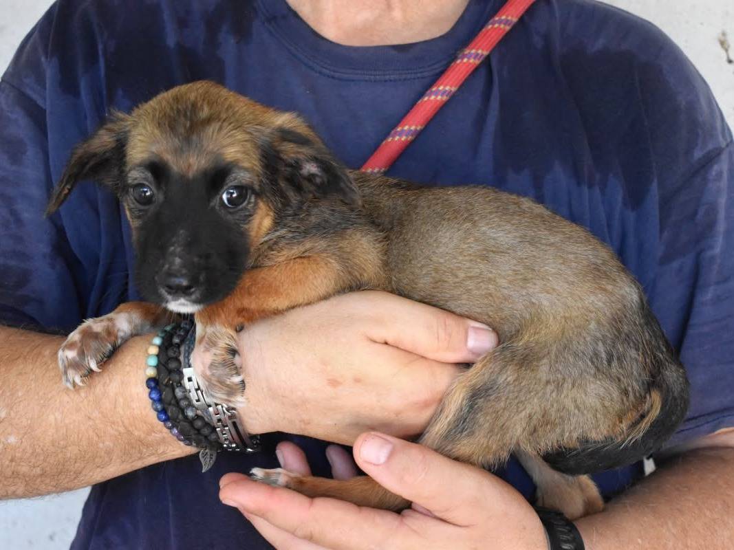 Adotta un cane, femmina, 5 mesi, Roma