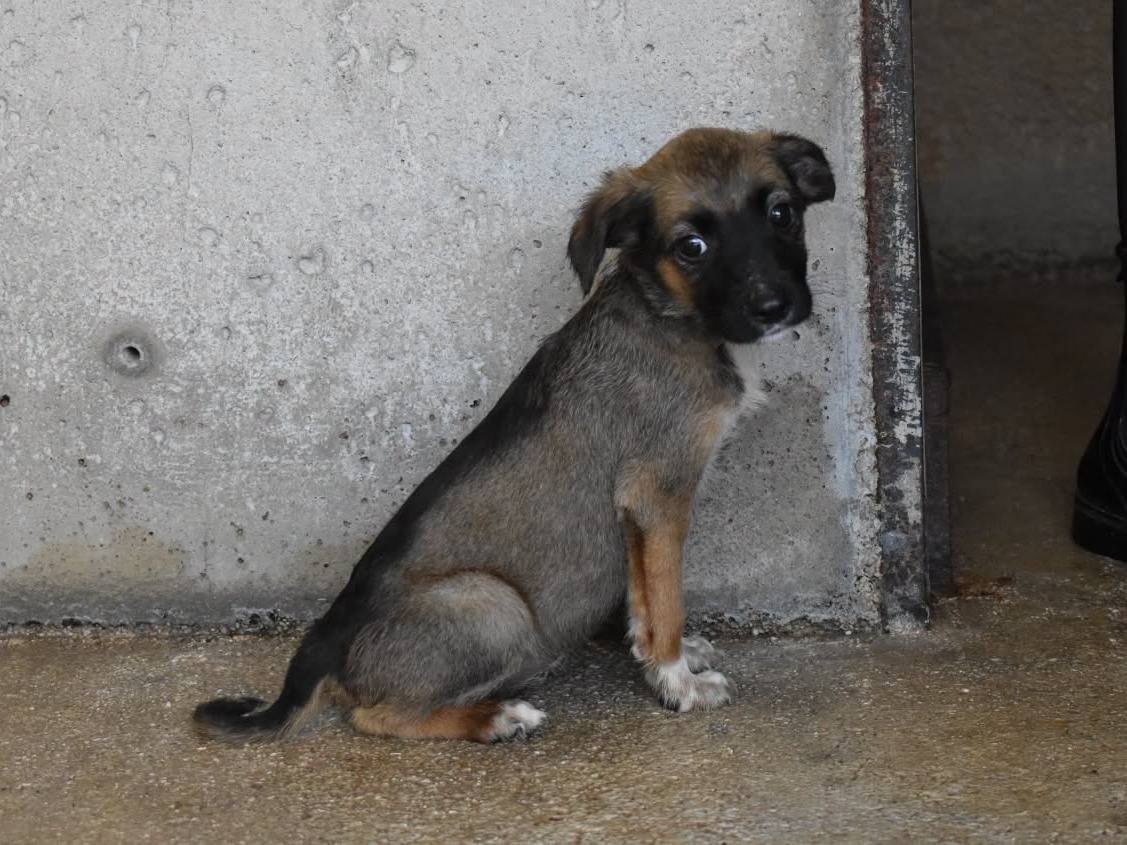 Adotta un cane, taglia media, femmina, Roma