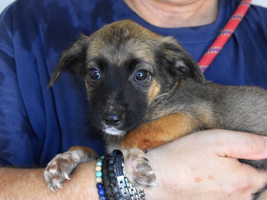 Vuoi adottare un cane a Roma?