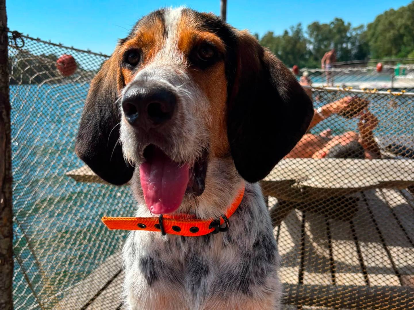 Adozione cane, maschio, Bracco Spinone, 8 mesi, taglia media, Caserta