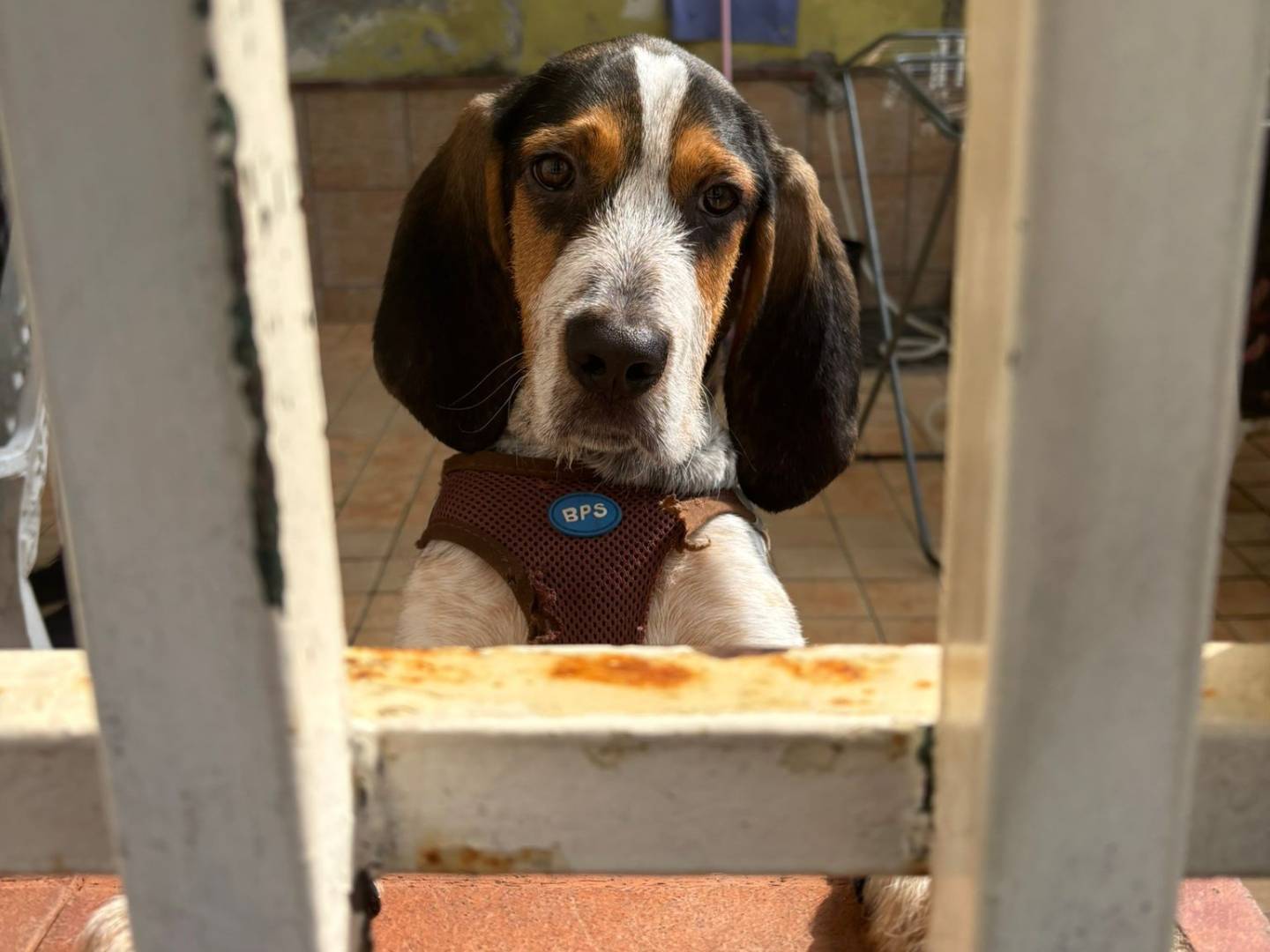 Adotta un cane, maschio, 8 mesi, Caserta